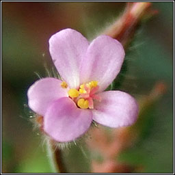 Little-robin, Geranium purpureum, Eireaball r�