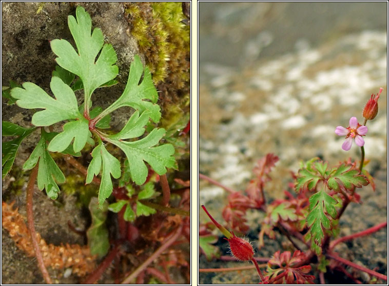 Little-robin, Geranium purpureum, Eireaball r�