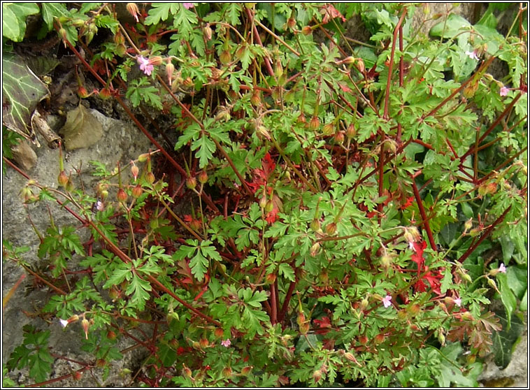 Little-robin, Geranium purpureum, Eireaball r�