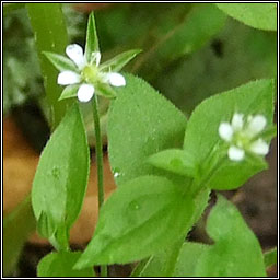 Three-nerved Sandwort, Moehringia trinervia, Gaineamhlus f�itheach