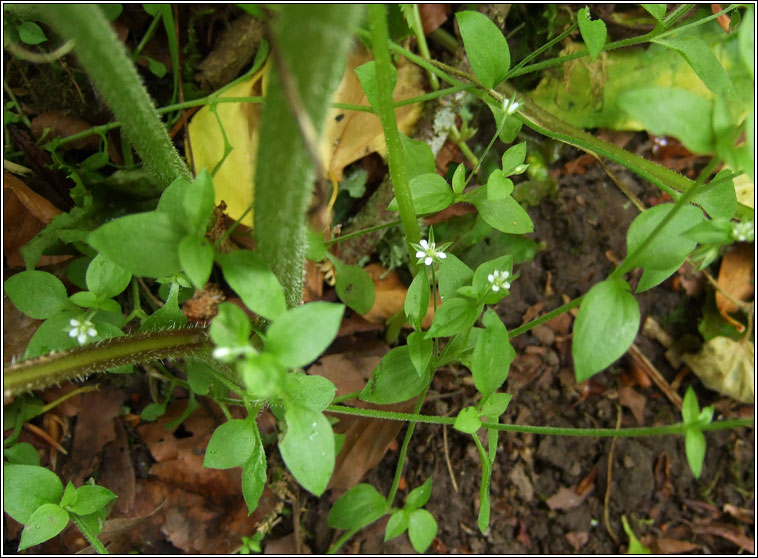 Three-nerved Sandwort, Moehringia trinervia, Gaineamhlus f�itheach