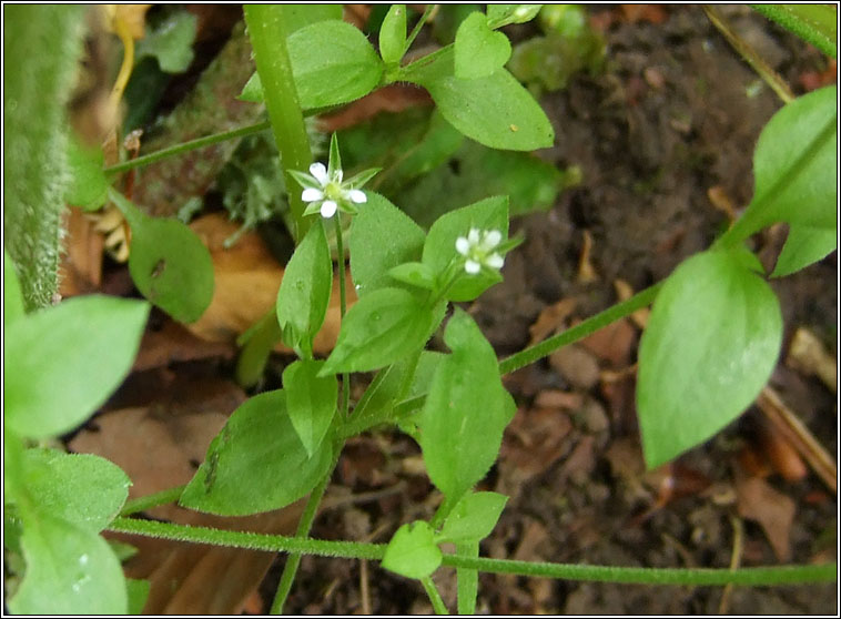 Three-nerved Sandwort, Moehringia trinervia, Gaineamhlus f�itheach