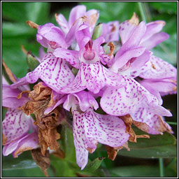 Irish Marsh Orchid, Dactylorhiza kerryensis var kerryensis