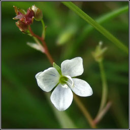 Marsh Speedwell, Veronica scutellata, Lus cr� corraigh