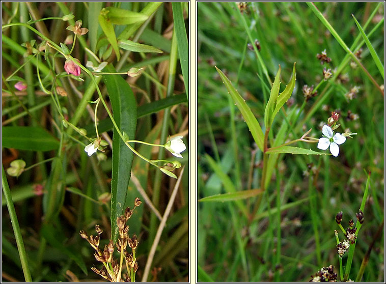 Marsh Speedwell, Veronica scutellata, Lus cr� corraigh