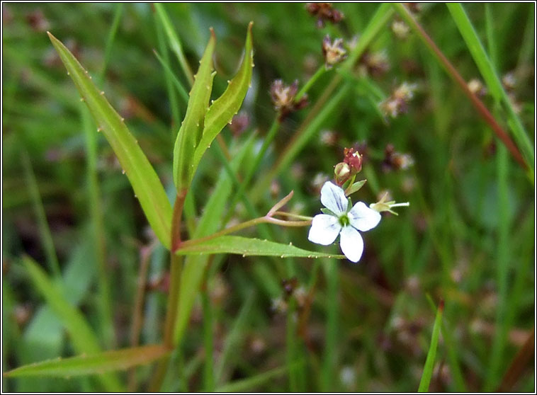 Marsh Speedwell, Veronica scutellata, Lus cr� corraigh