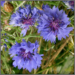 Cornflower, Centaurea cyanus, Gorm�n