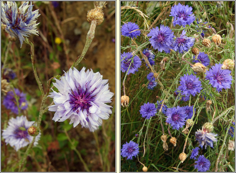 Cornflower, Centaurea cyanus, Gorm�n