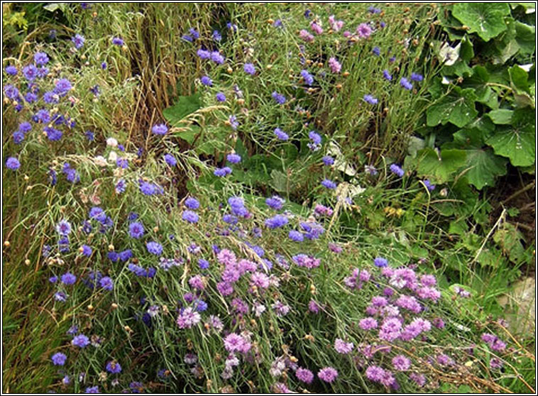 Cornflower, Centaurea cyanus, Gorm�n