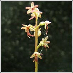 Lesser Twayblade, Neottia cordata, D�dhuilleog bheag