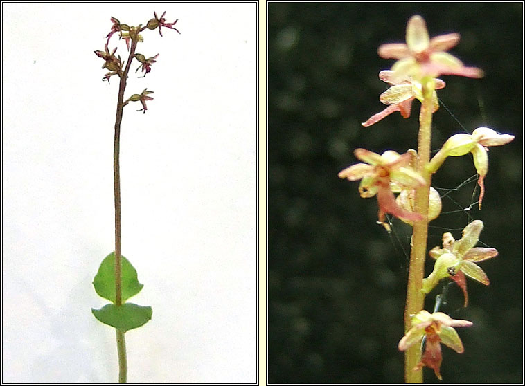 Lesser Twayblade, Neottia cordata, D�dhuilleog bheag