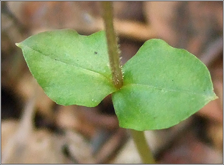 Lesser Twayblade, Listera cordata, D�dhuilleog bheag
