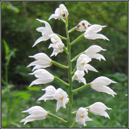 Narrow-leaved Helleborine, Cephalanthera longifolia, Cuaich�n caol