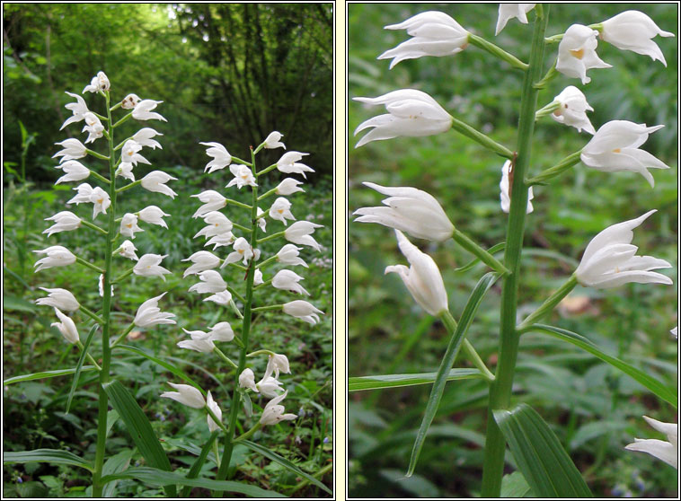 Narrow-leaved Helleborine, Cephalanthera longifolia, Cuaich�n caol