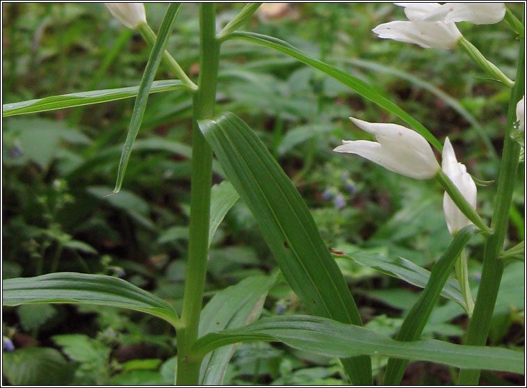 Narrow-leaved Helleborine, Cephalanthera longifolia, Cuaich�n caol