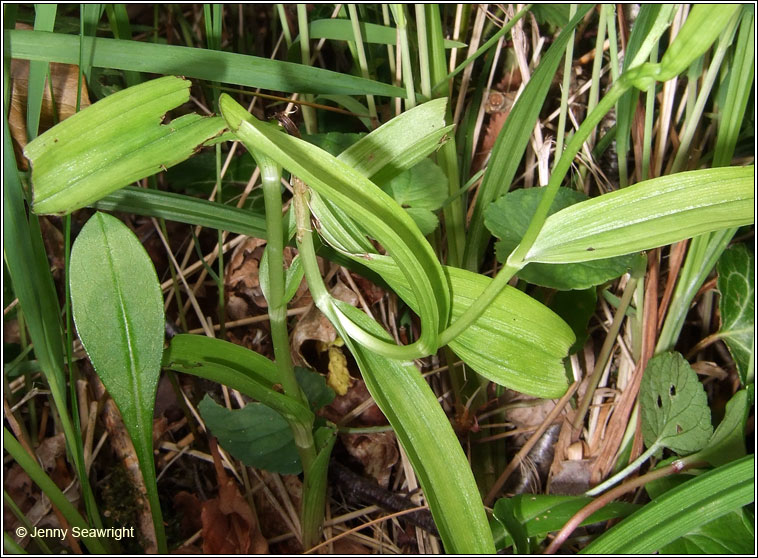Narrow-leaved Helleborine, Cephalanthera longifolia, Cuaich�n caol