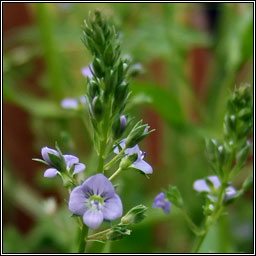 Blue Water-speedwell, Veronica anagallis-aquatica, Biolar gr�