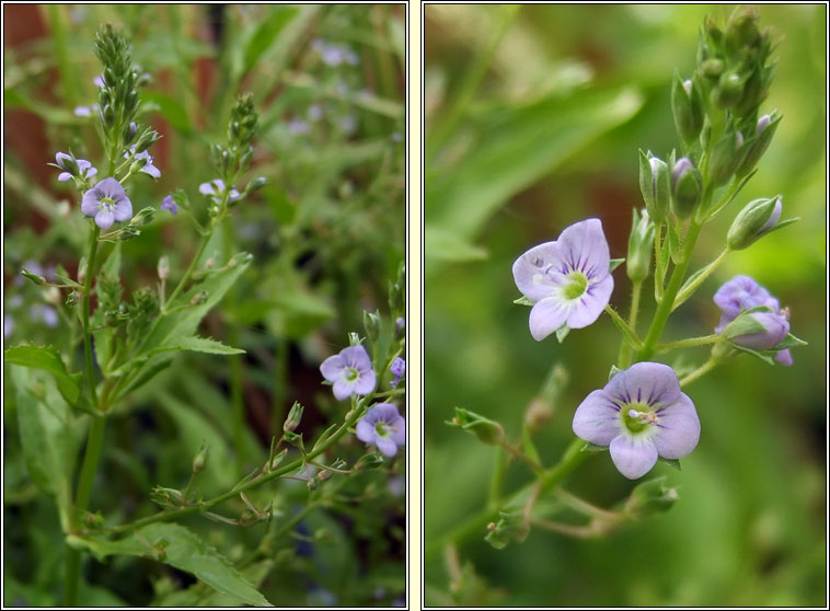 Blue Water-speedwell, Veronica anagallis-aquatica, Biolar gr�