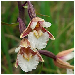 Marsh Helleborine, Epipactis palustris, Cuaich�n corraigh