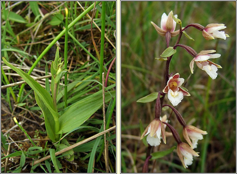 Marsh Helleborine, Epipactis palustris, Cuaich�n corraigh