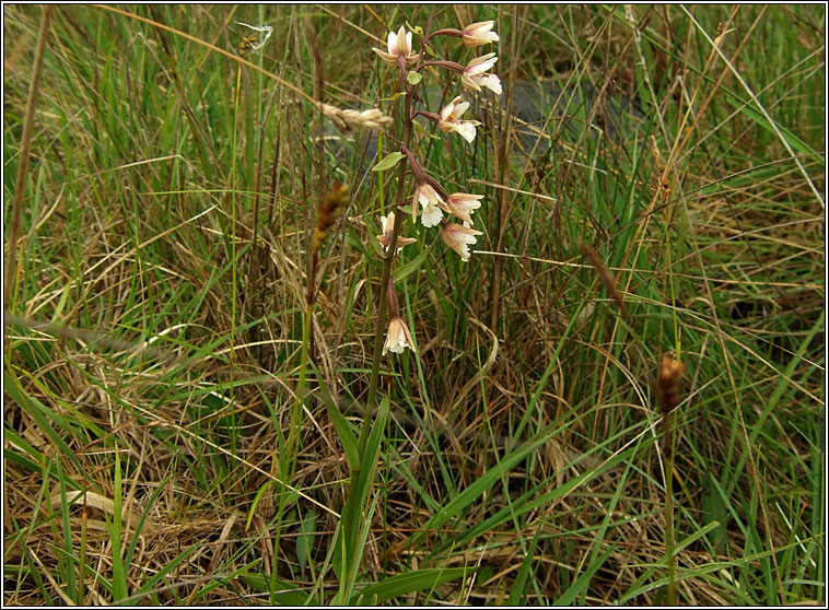 Marsh Helleborine, Epipactis palustris, Cuaich�n corraigh