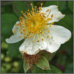 Field-rose, Rosa arvensis, R�s l�ana