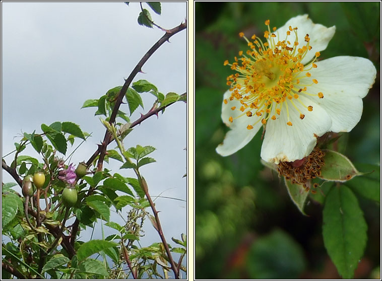 Field-rose, Rosa arvensis, R�s l�ana