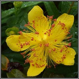 Rose-of-Sharon, Hypericum calycinum, Lus bu� Mhanann�in