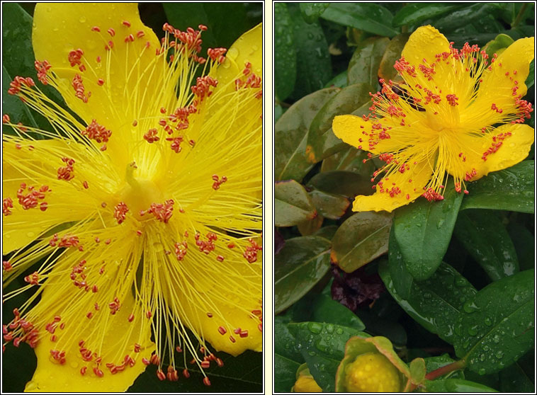 Rose-of-Sharon, Hypericum calycinum, Lus bu� Mhanann�in
