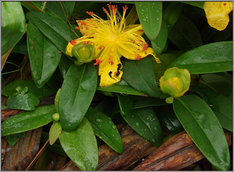 Rose-of-Sharon, Hypericum calycinum, Lus bu� Mhanann�in