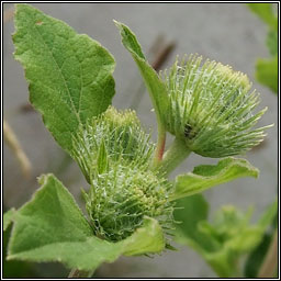 Wood Burdock, Arctium nemorosum, Cn�d�n f�il
