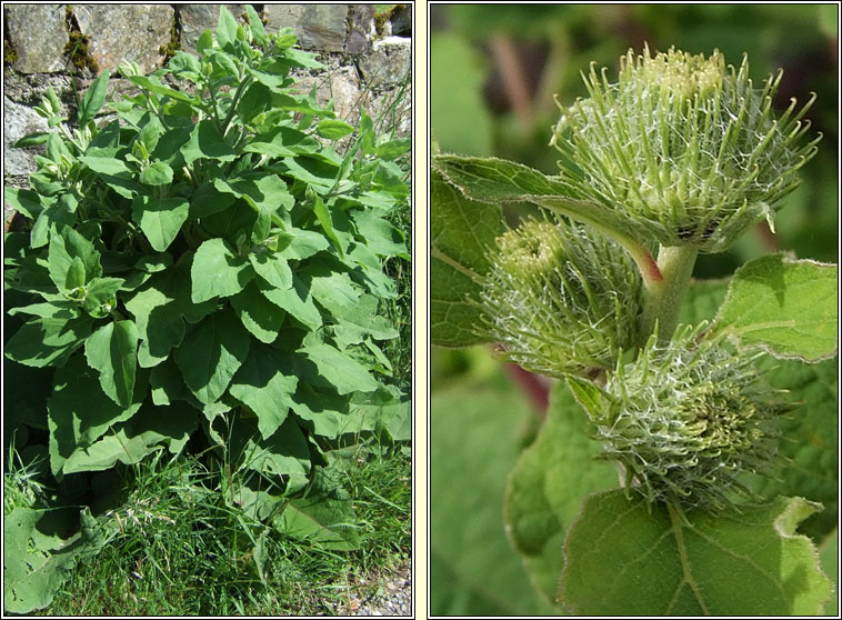 Wood Burdock, Arctium nemorosum, Cn�d�n f�il