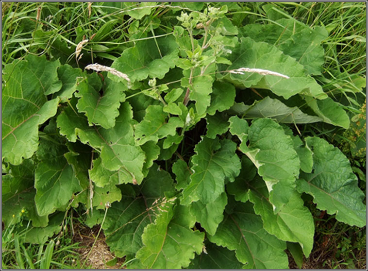 Wood Burdock, Arctium nemorosum, Cn�d�n f�il