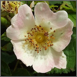 Short-styled Field-rose, Rosa stylosa, R�s st�leach