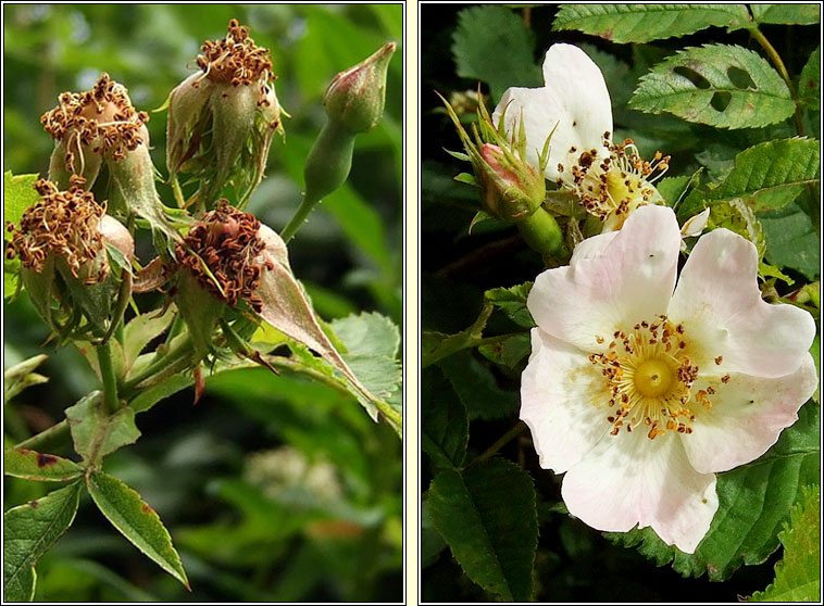 Short-styled Field-rose, Rosa stylosa, R�s st�leach