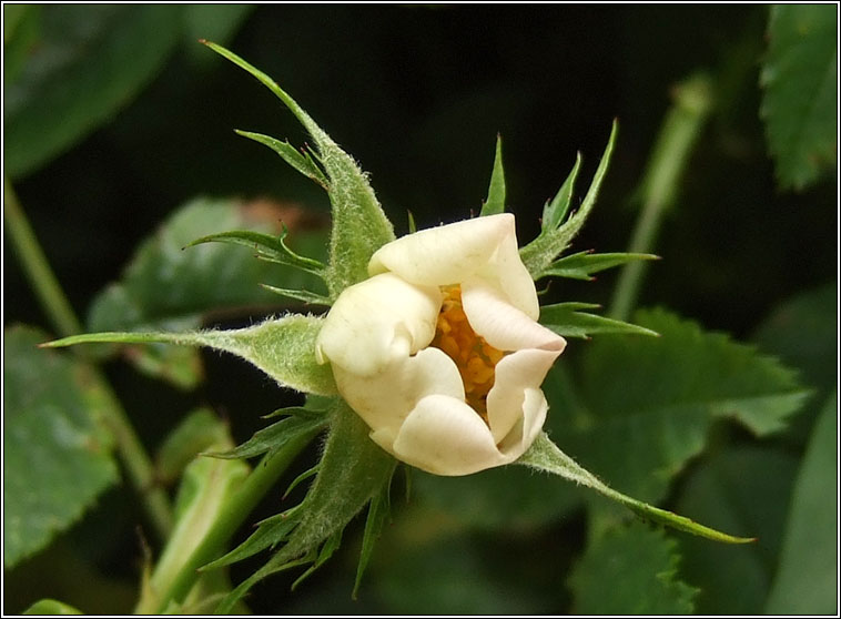 Short-styled Field-rose, Rosa stylosa, R�s st�leach