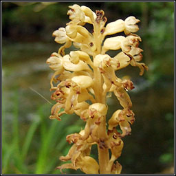Bird's-nest Orchid, Neottia nidus-avis, Magairl�n neide �in