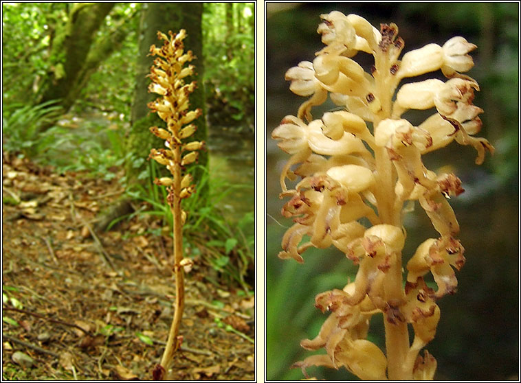 Bird's-nest Orchid, Neottia nidus-avis, Magairl�n neide �in