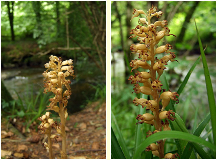 Bird's-nest Orchid, Neottia nidus-avis, Magairl�n neide �in