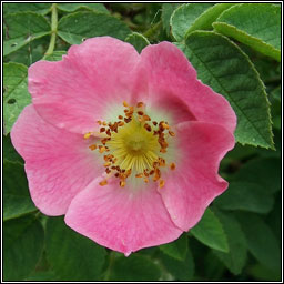 Sherard's Downy-rose, Rosa sherardii, R�s Shioraird