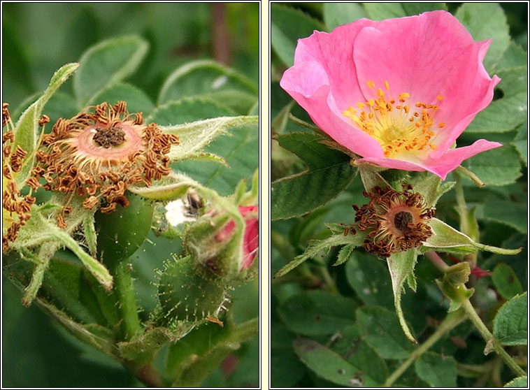 Sherard's Downy-rose, Rosa sherardii, R�s Shioraird