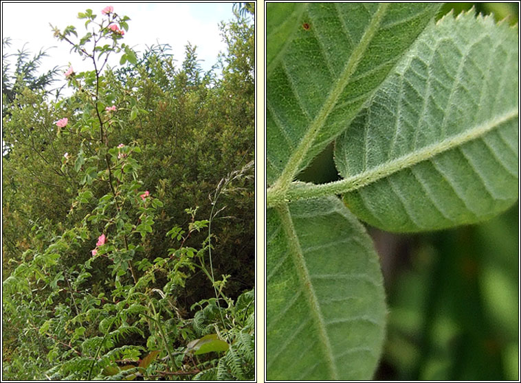 Sherard's Downy-rose, Rosa sherardii, R�s Shioraird