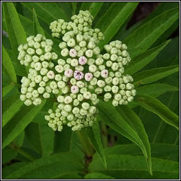 Dwarf Elder, Sambucus ebulus, Trom�n
