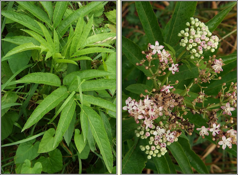Dwarf Elder, Sambucus ebulus, Trom�n
