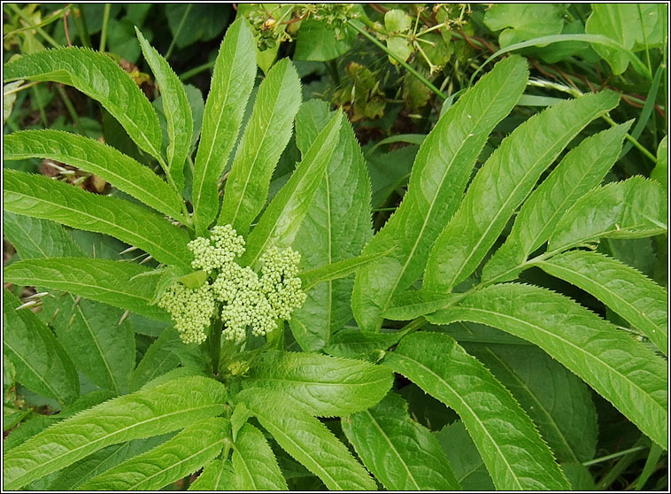 Dwarf Elder, Sambucus ebulus, Trom�n