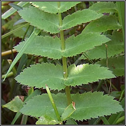 Lesser Water-parsnip, Berula erecta, R�ib uisce