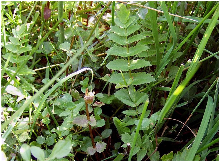 Lesser Water-parsnip, Berula erecta, R�ib uisce