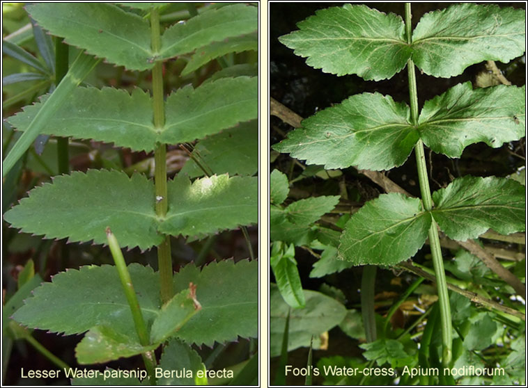 Lesser Water-parsnip, Berula erecta, R�ib uisce
