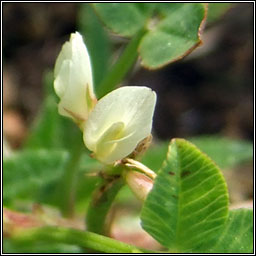 Birds-foot Clover, Trifolium ornithopodioides, Seamair �in