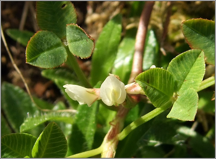 Birds-foot Clover, Trifolium ornithopodioides, Seamair �in